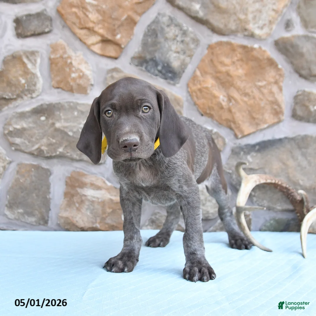 German Shorthaired Pointer dogs for sale: Fran  - Ad 3