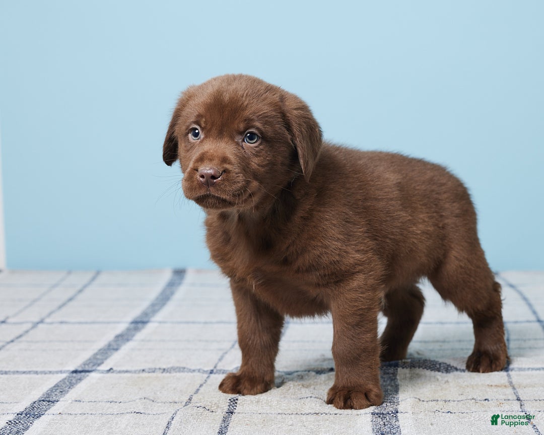 Labrador Retriever dogs for sale: Ronny - Ad 5