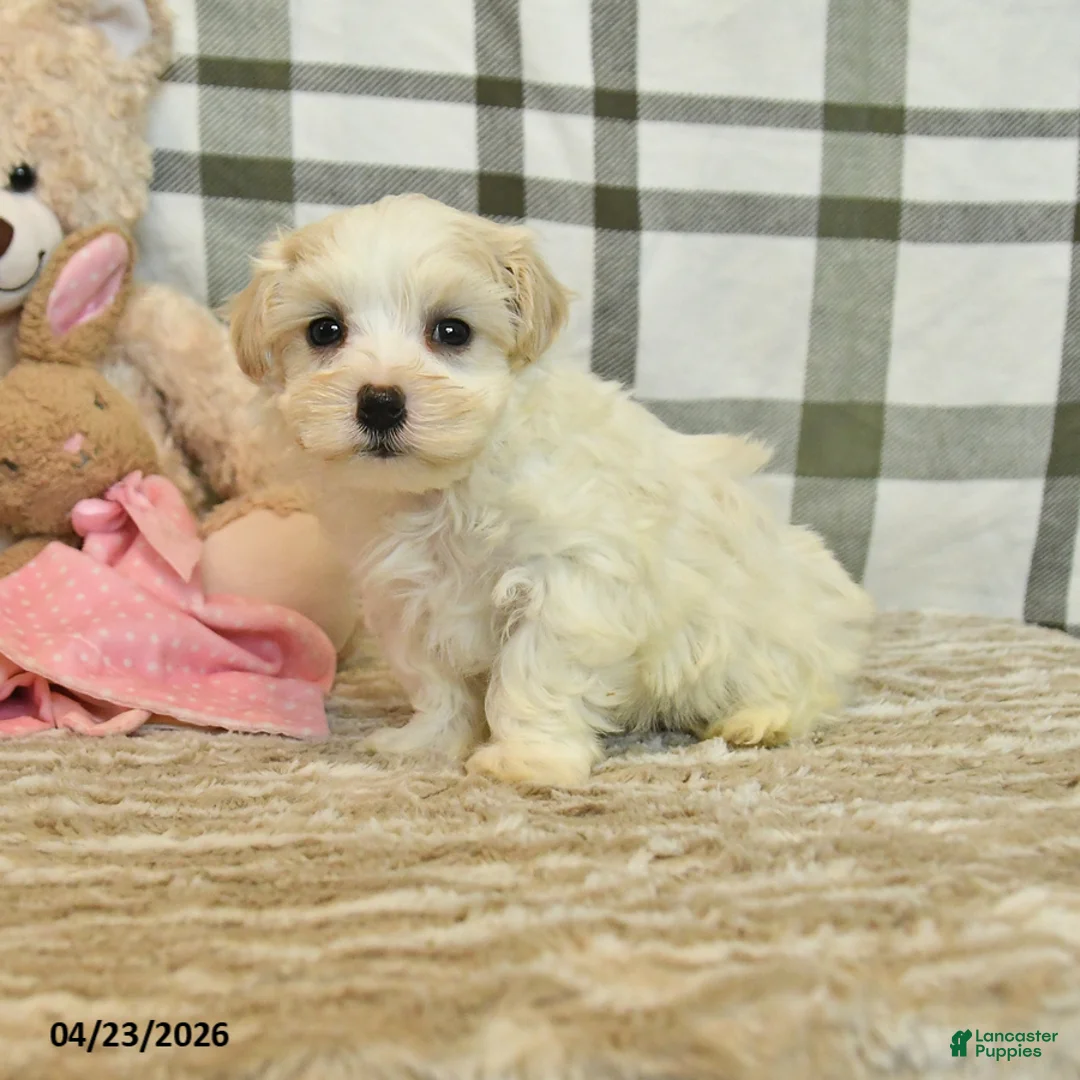 Morkie dogs for sale: Beau - Ad 1