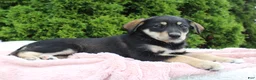 Mixed Breed dogs for sale: Jenny - Ad 3