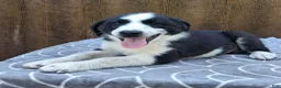 Australian Shepherd dogs for sale: Australian Shepherd 4 - Ad 3