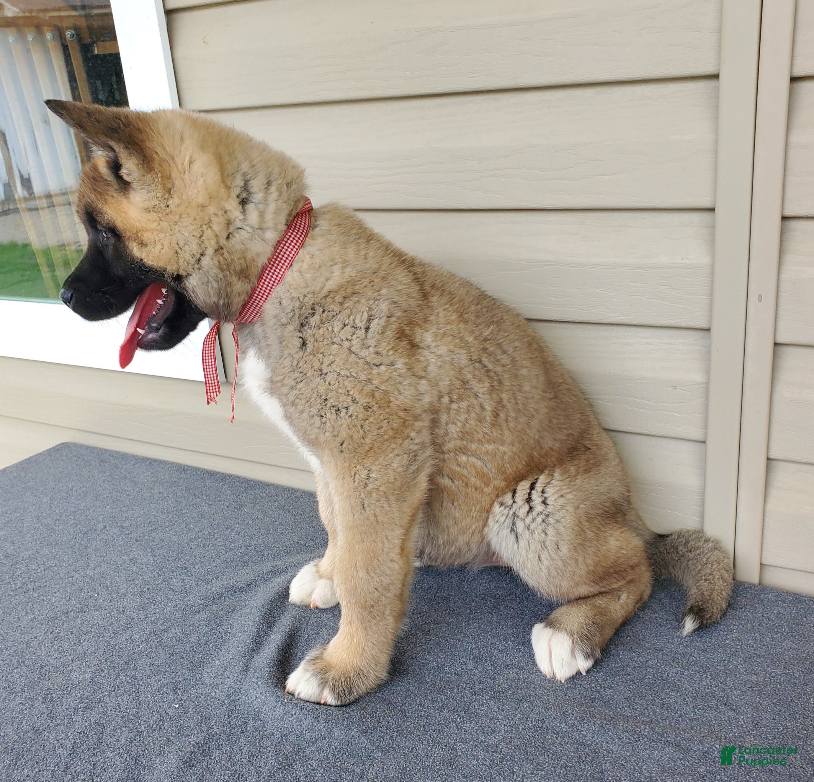 Akita dogs Willow - Ad 2