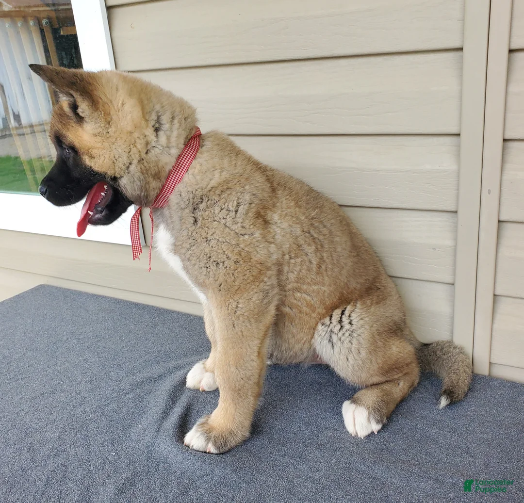Akita dogs for sale: Willow - Ad 2