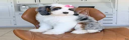 Mini Bernedoodle dogs for sale: Lola - Ad 2