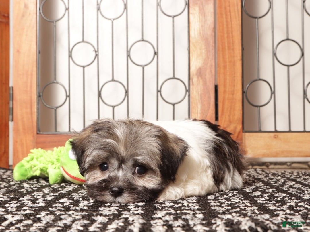 Havanese dogs for sale: Blue ACA Male Havanese  - Ad 3