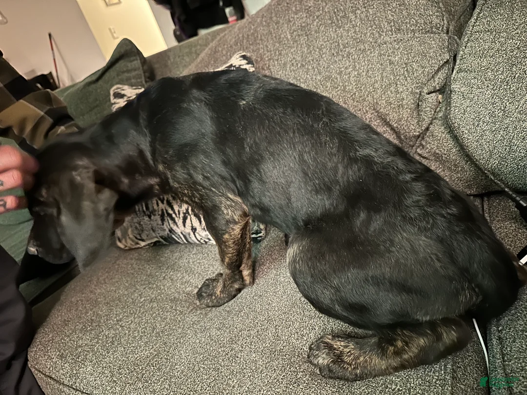Mixed Breed dogs for sale: Otis - Ad 2
