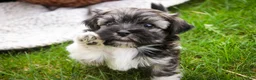 Havanese dogs for sale: Spunky - Ad 7