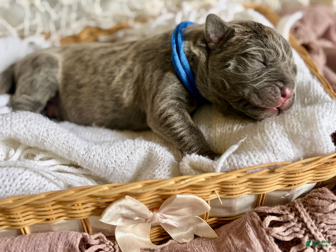 Cane Corso dogs for sale: Cane Corso Puppy 1 - Ad 2