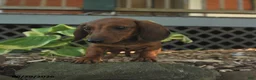 Miniature Dachshund dogs for sale: Fable - Ad 2