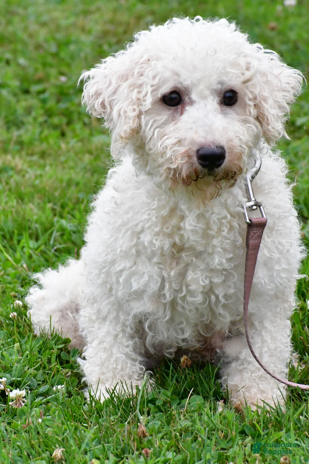 Cavachon dogs for sale: Rocky - Ad 9