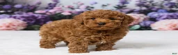 Miniature Poodle dogs for sale: Benly - Ad 4