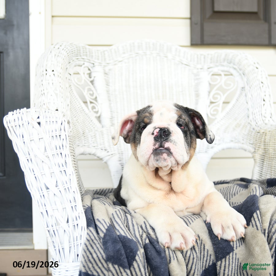 English Bulldog dogs Snowberry - Ad 2