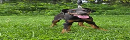 Doberman Pinscher dogs for sale: Star - Ad 3