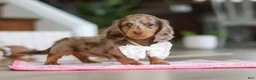 Miniature Dachshund dogs for sale: Jewel - Ad 9