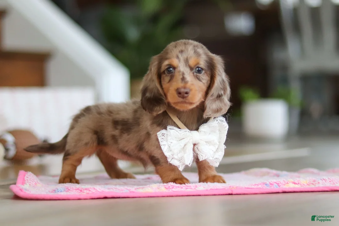 Miniature Dachshund dogs for sale: Jewel - Ad 9