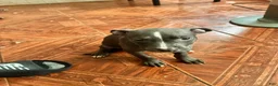Mixed Breed dogs for sale: Mixed Breed 6 - Ad 9
