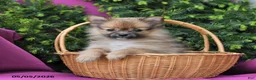 Pomeranian dogs for sale: Tinker Extra Small - Ad 2