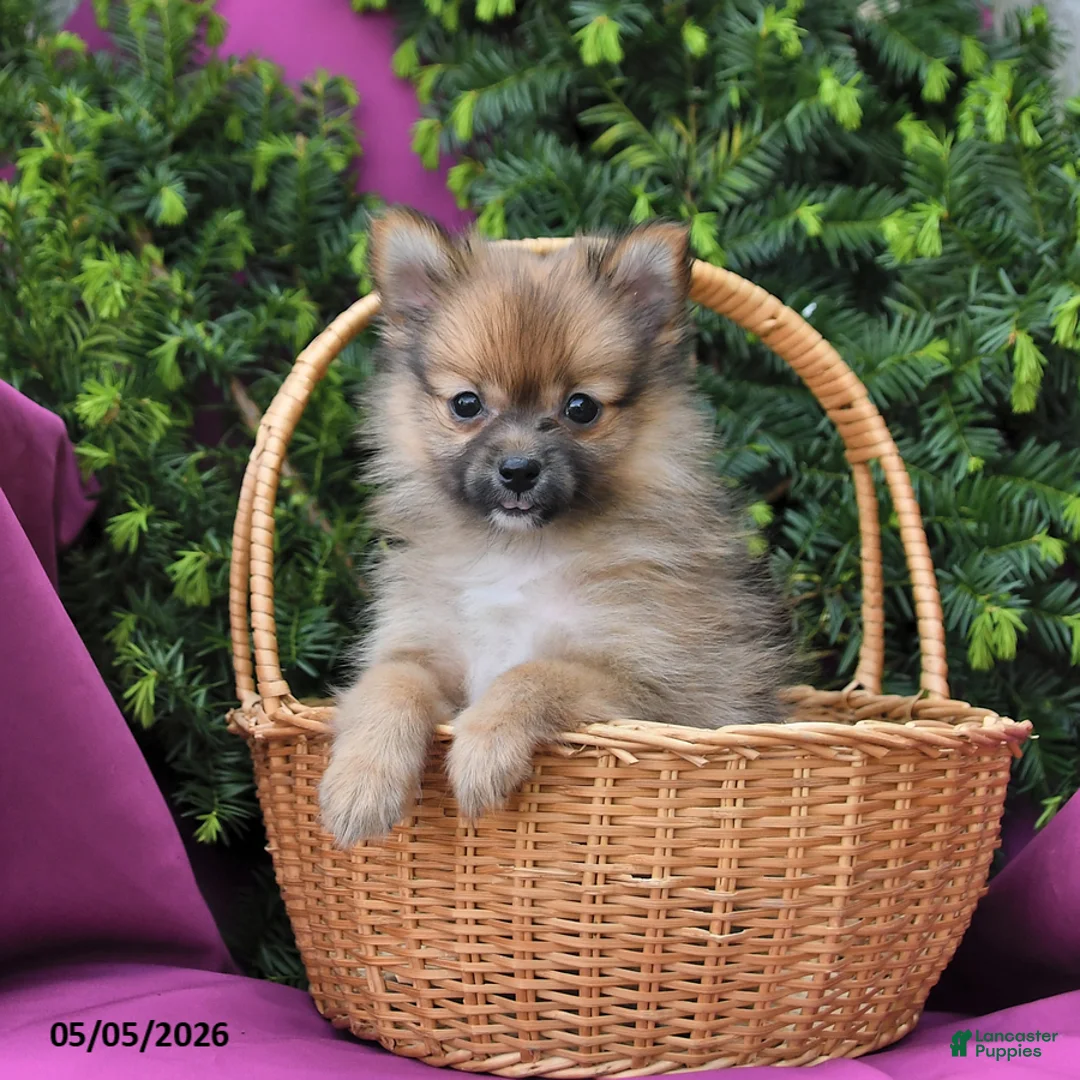 Pomeranian dogs for sale: Tinker Extra Small - Ad 2