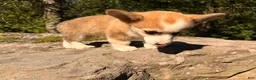 Welsh Corgi Pembroke dogs for sale: Lucy - Ad 2