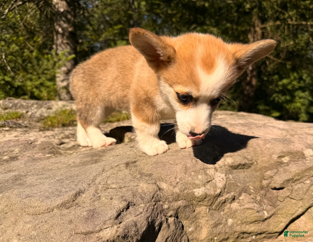 Welsh Corgi Pembroke dogs for sale: Lucy - Ad 2