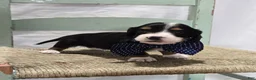 Miniature Dachshund dogs for sale: Bingo - Ad 5