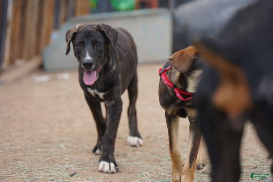 Mixed Breed dogs for sale: Bear Tiscar Farm Dog - Ad 5