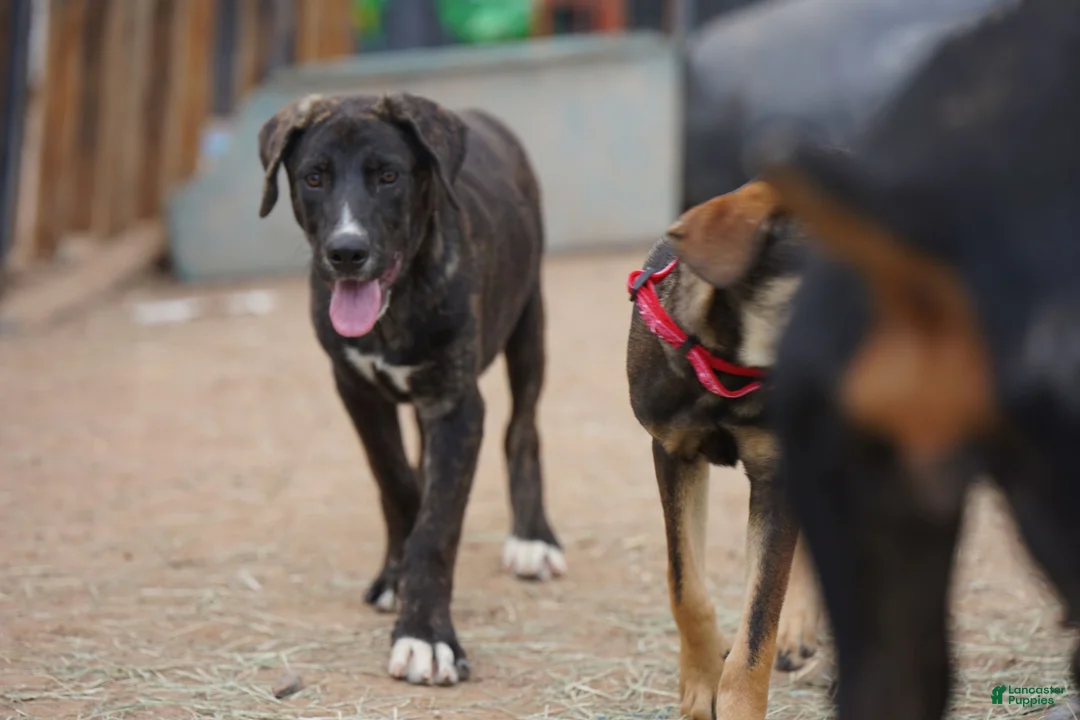 Mixed Breed dogs for sale: Bear Tiscar Farm Dog - Ad 6