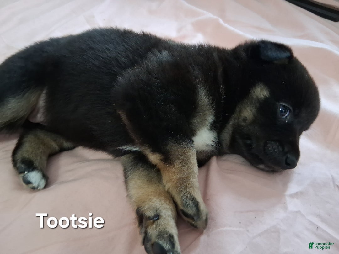 Mixed Breed dogs for sale: Tootsie - Ad 1