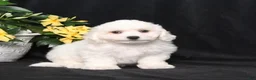 Bichon Frise dogs for sale: Lucky - Ad 3