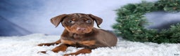 Doberman Pinscher dogs for sale: TRIXIE - Ad 12
