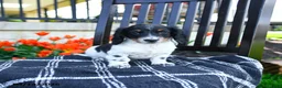 Miniature Dachshund dogs for sale: Digger - Ad 3