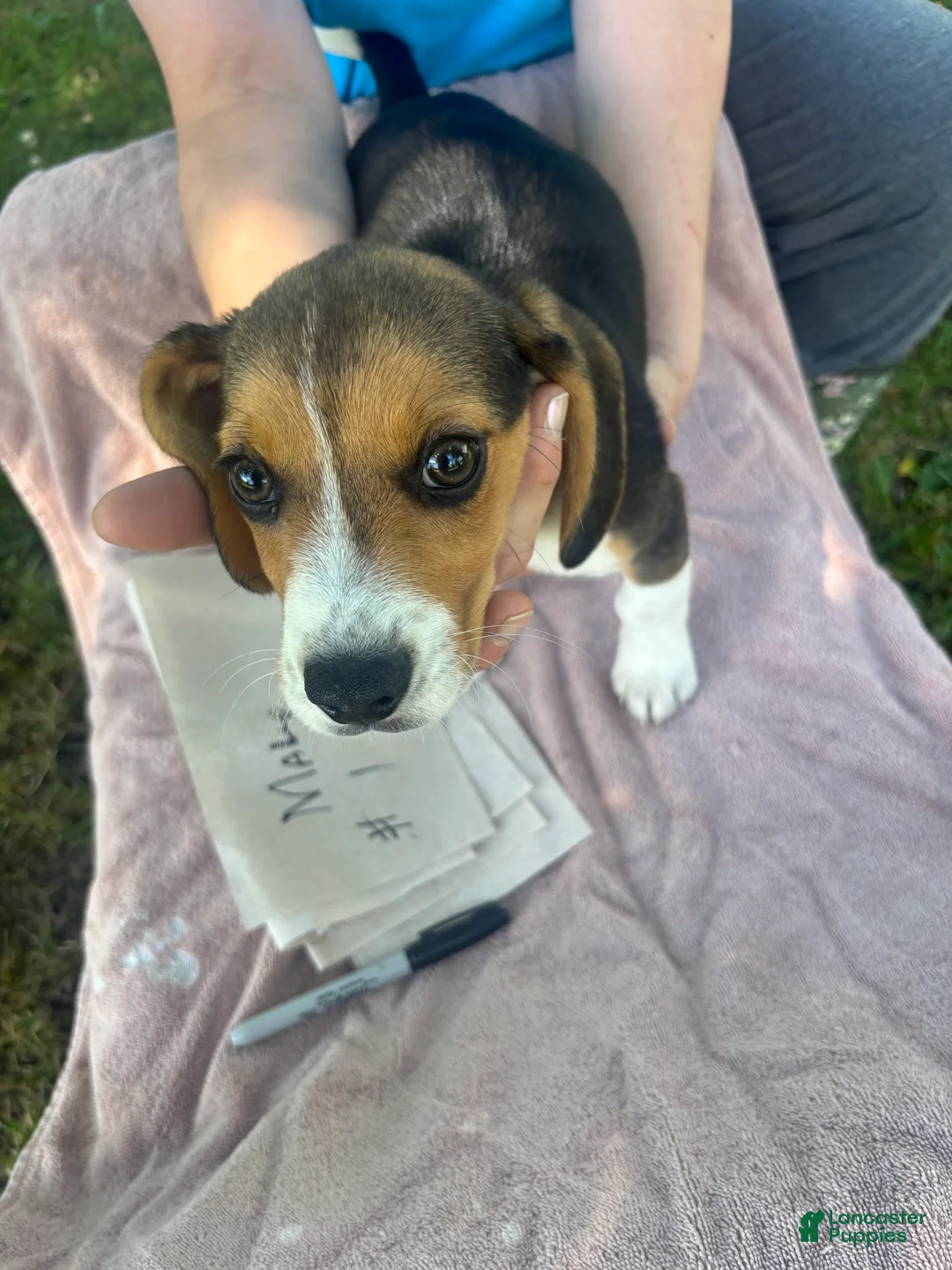 Beagle dogs for sale: Beagle 2 - Ad 1