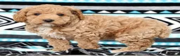 Cockapoo dogs for sale: Katie - Ad 1