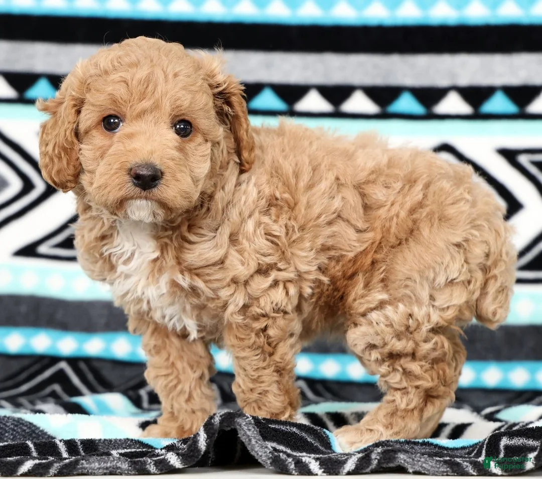 Cockapoo dogs for sale: Katie - Ad 1