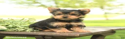 Yorkshire Terrier dogs for sale: Lucy - Ad 5