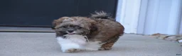 Shihpoo dogs for sale: Patches - Ad 5