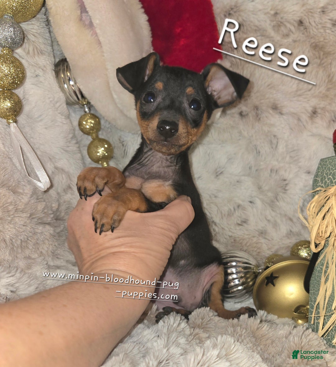 Miniature Pinscher dogs for sale: Reese  - Ad 1