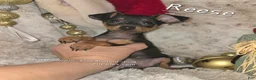 Miniature Pinscher dogs for sale: Reese  - Ad 1