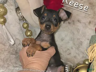 Miniature Pinscher dogs Reese - Ad 2