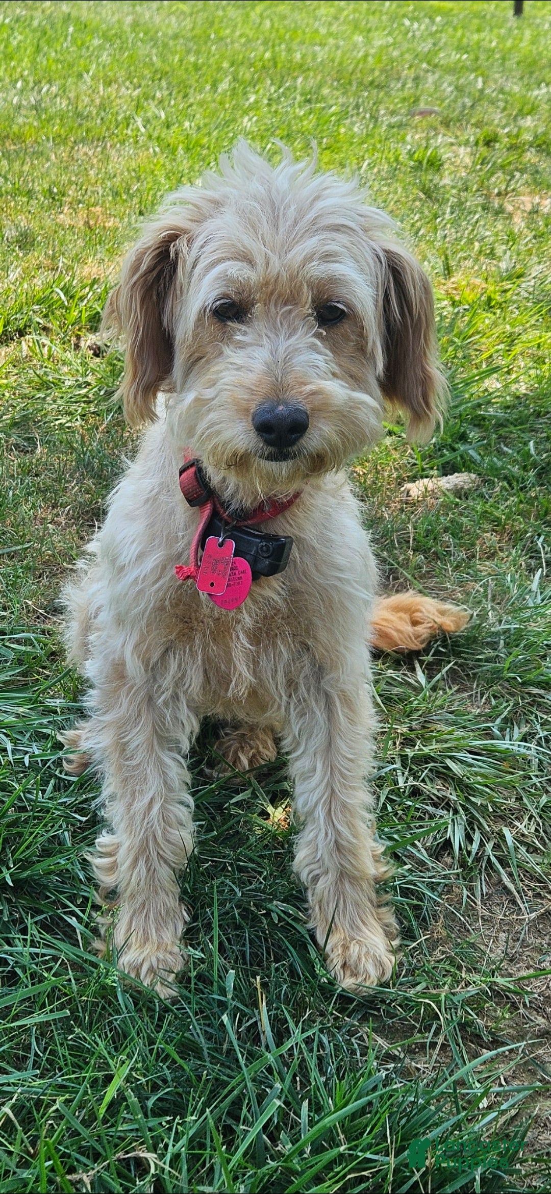 Mini Goldendoodle dogs for sale: Mini Goldendoodle Dog - Ad 1