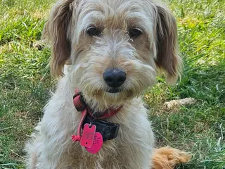 Mini Goldendoodle dogs Mini Goldendoodle Dog - Ad 27