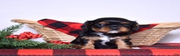 Cavalier King Charles Spaniel dogs for sale: Ranger  - Ad 2