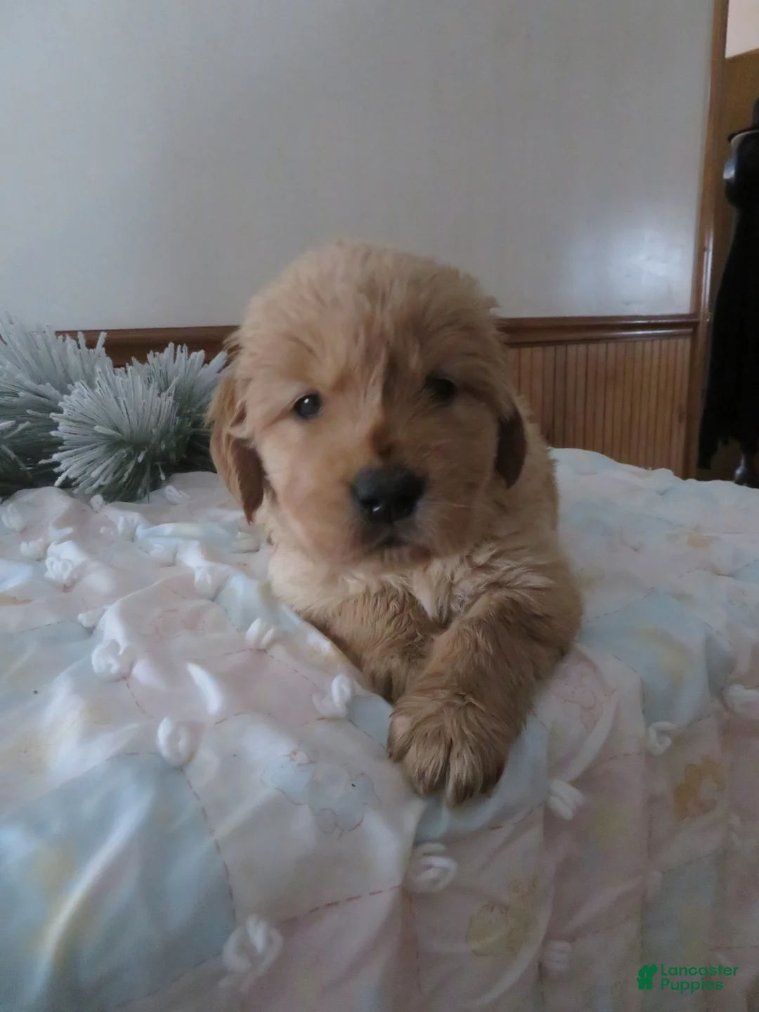 Golden Retriever dogs for sale: LINCOLN - CHAMPION LINE - Ad 7
