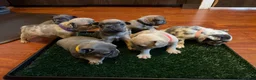 French Bulldog dogs for sale: Paws  - Ad 4