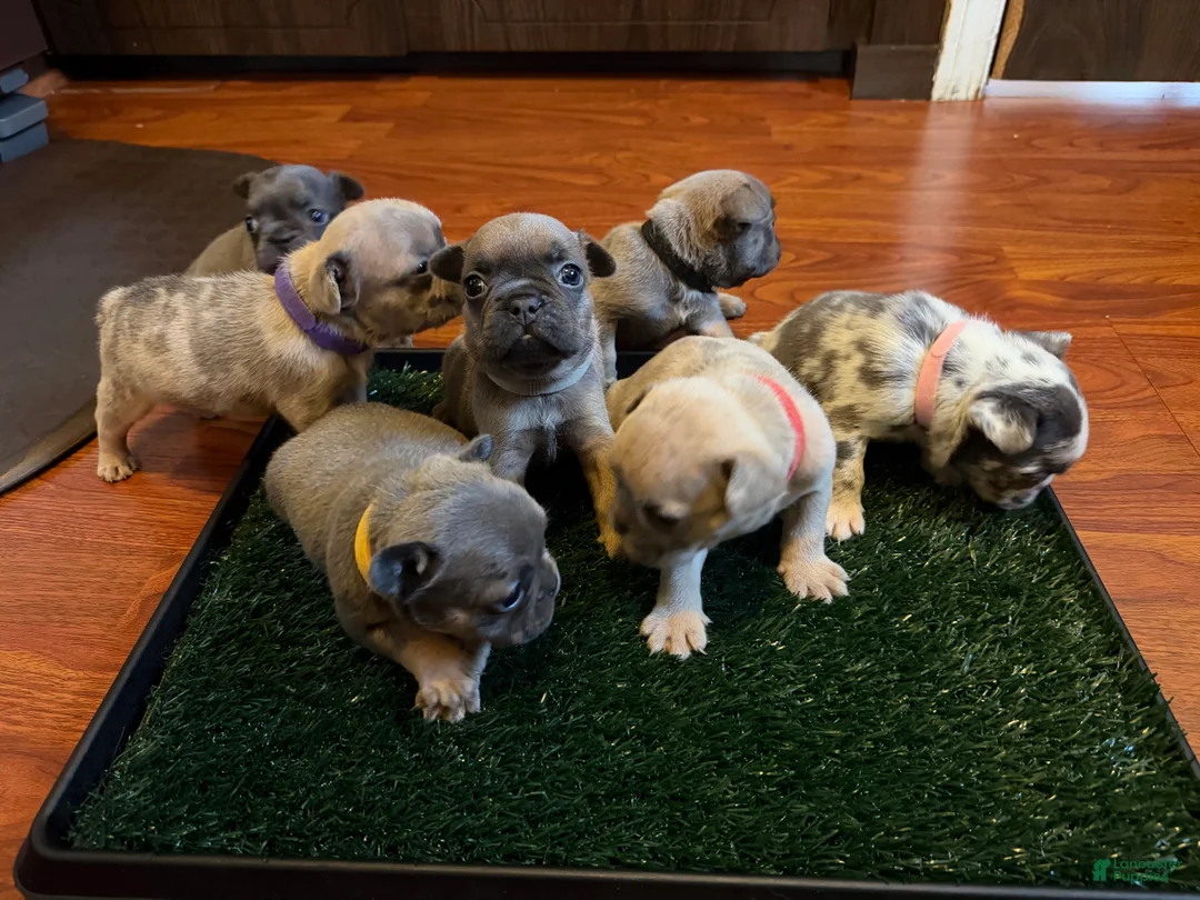 French Bulldog dogs for sale: Paws  - Ad 4