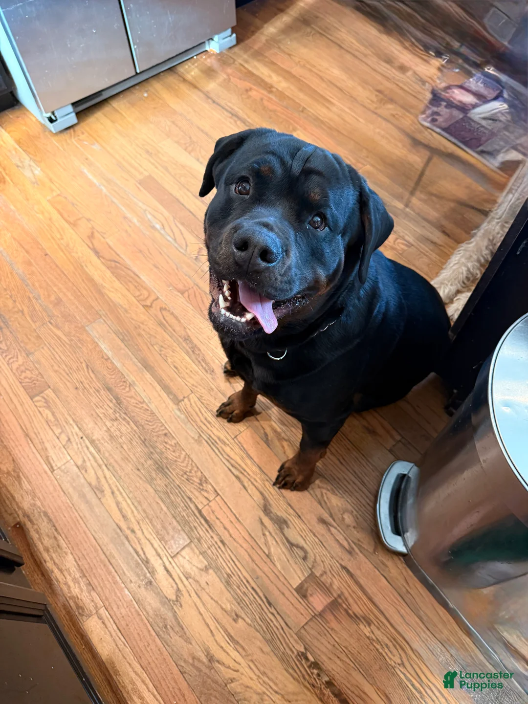 Rottweiler dogs for stud:  Rottweiler Stud services  - Ad 4