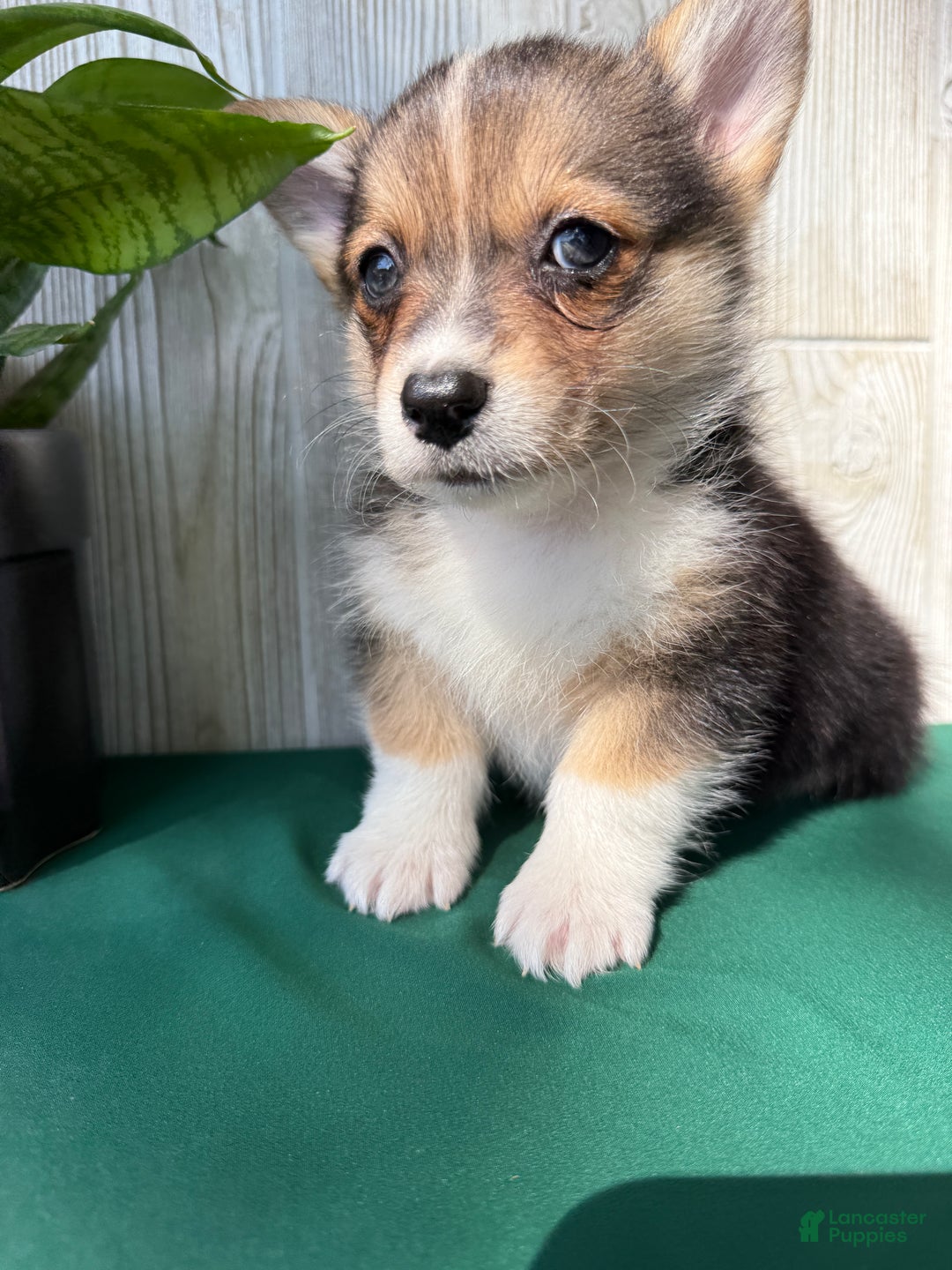 Welsh Corgi Pembroke dogs for sale: Jesse - Ad 2