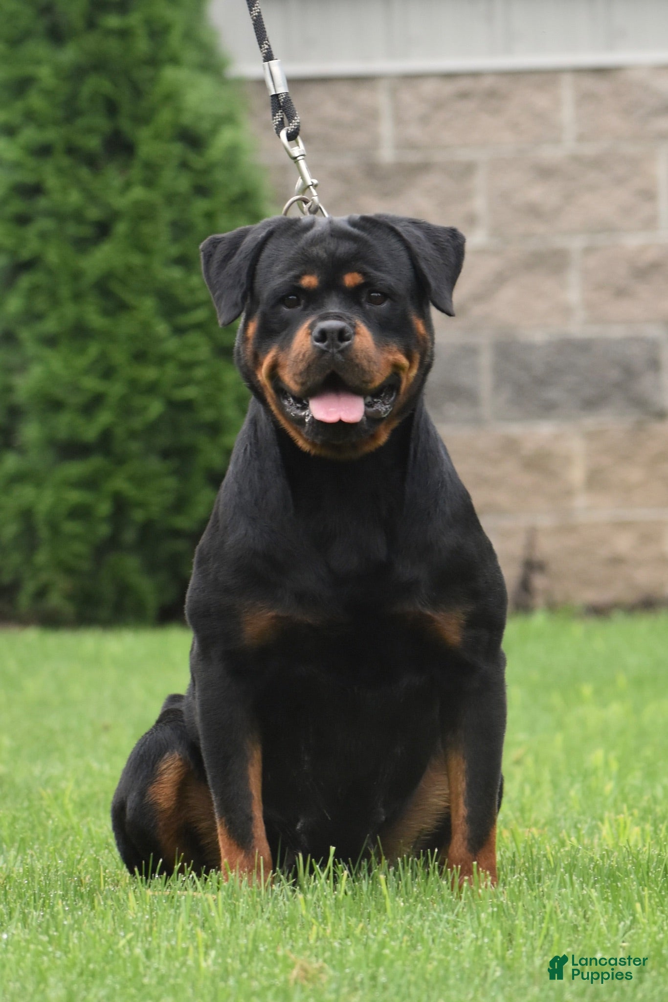 Rottweiler dogs LOKNA  - Ad 1