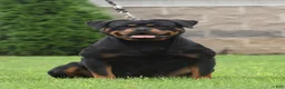Rottweiler dogs for sale: LOKNA  - Ad 1