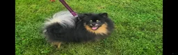 Pomeranian dogs for sale: Oscar - Ad 4